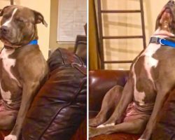 Exhausted Pit Bull Struggles So Hard To Stay Awake