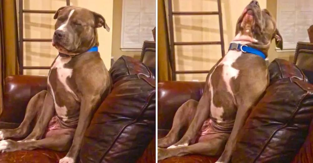 Exhausted Pit Bull Struggles So Hard To Stay Awake