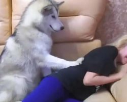 Malamute Hysterically Pesters Girl For Her Cookie