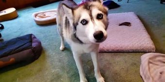 Husky Throws Tantrum After Dachshund Steals Favorite Toy