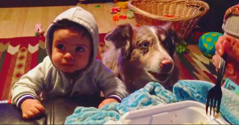 Mom Offers Baby A Treat If He Says “Mama”, Dog Says It First