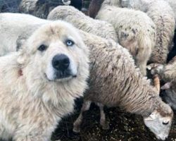 Casper, dog who fought off coyotes to protect his flock of sheep, wins “Farm Dog of the Year” award — congratulations