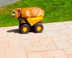 Dog Rides Down the Hill in a Toy Dump Truck