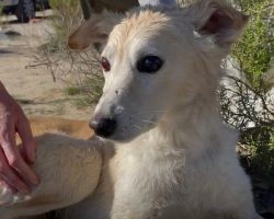 Blind Dog At The Dump Is Surrendered By His Owner