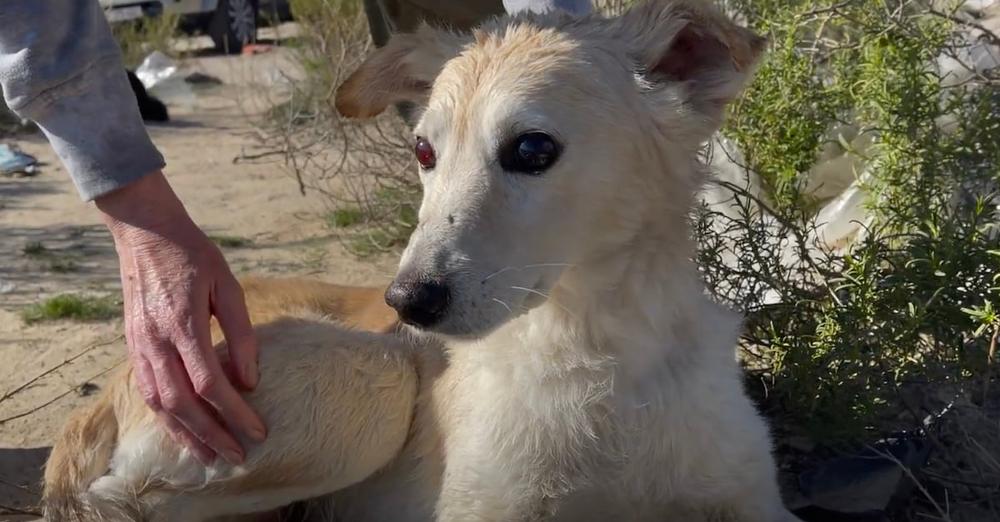 Blind Dog At The Dump Is Surrendered By His Owner