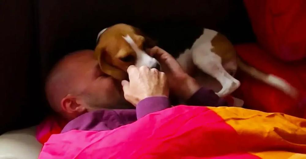 Beagle Finds Daddy Hiding Under A Blanket After Being Away For 3 Months