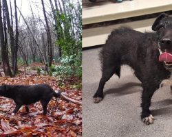 Volunteers rescue senior stray dog — discover that she’s been missing for nearly 7 years