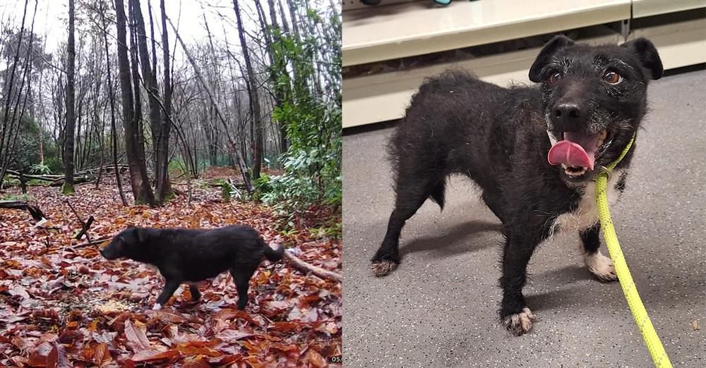 Volunteers rescue senior stray dog — discover that she’s been missing for nearly 7 years