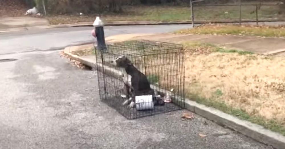 There She Sat In A Crate On The Road Looking On With Sad Eyes