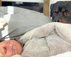 Newborn Baby Started Crying So This Rottweiler Came To Help