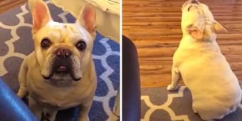 Angry French Bulldog Throws Tantrum Over Cheerios