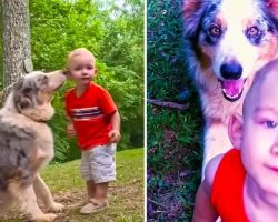 Pet Dog Saved This Toddler From a Snake Attack