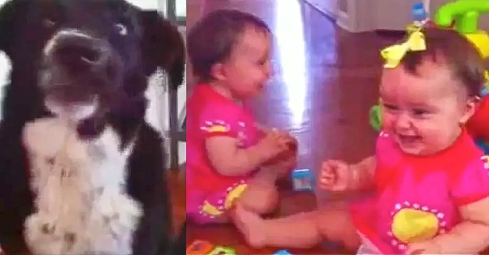 Twin Babies Laughing Hysterically At Dog Performing Tricks