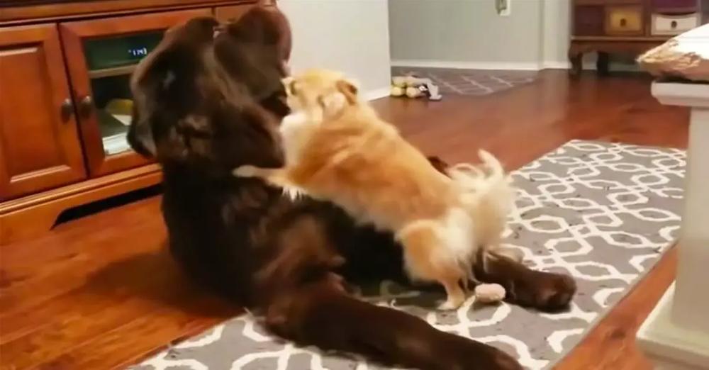 Newfoundland Plays Dead To Avoid Tiny Angry Dog