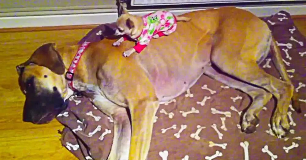 Tiny Chihuahua Sleeps On Top Of A Large Great Dane