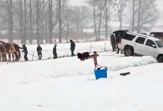 When a SUV got trapped in snow, an Amish stranger saved the day with the help of his horses