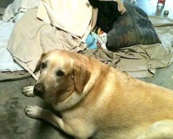 Labrador Retriever Refuses To Leave Side Of Baby Calf He Rescued