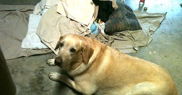 Labrador Retriever Refuses To Leave Side Of Baby Calf He Rescued