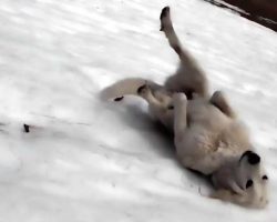 Excited Dog Repeatedly Slides Down Snowy Hill