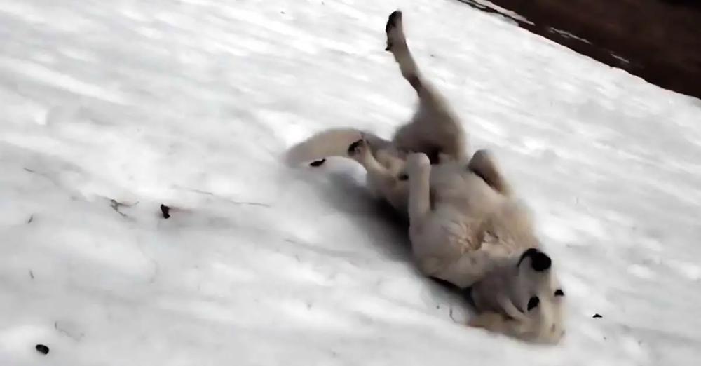 Excited Dog Repeatedly Slides Down Snowy Hill