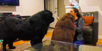 180 Pound Newfoundland Gets Jealous Of Brother, Decides To Wrestle