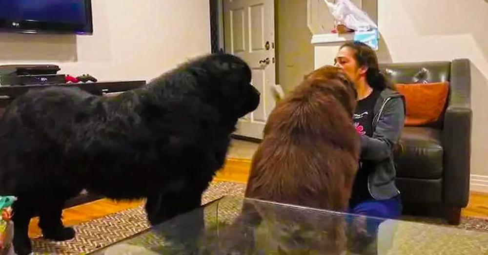 180 Pound Newfoundland Gets Jealous Of Brother, Decides To Wrestle