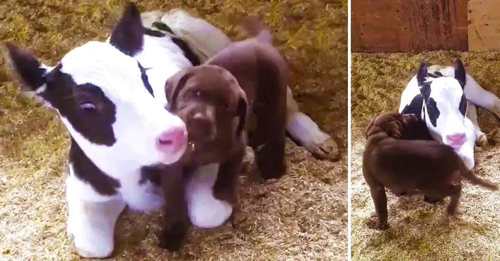 Lab Puppy Welcomes Baby Calf Into the World with Lots of Loving Kisses