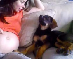 Mother Tells Her Puppy She Is Pregnant And She Approves