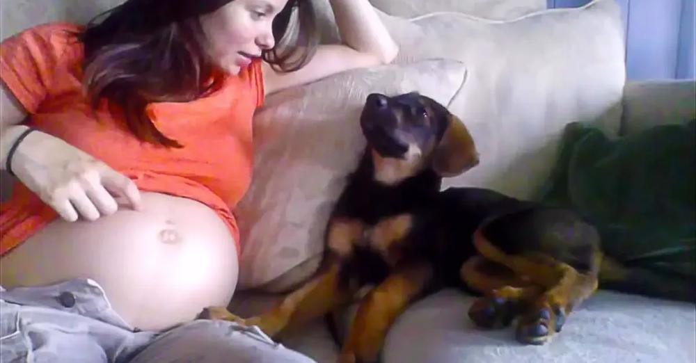 Mother Tells Her Puppy She Is Pregnant And She Approves