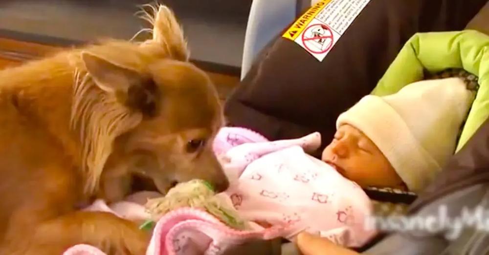 Milo The Chihuahua Meets His Baby Sister And Brings Her A Toy