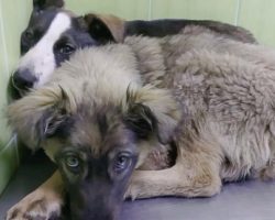 Puppies Huddled Together With ‘Shared Scars’ Of Trauma They Both Carried