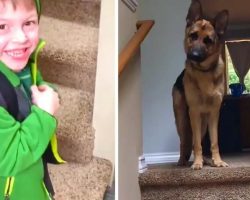 Kid And Dogs Are So Excited To Be Reunited After ‘Long’ Day At School