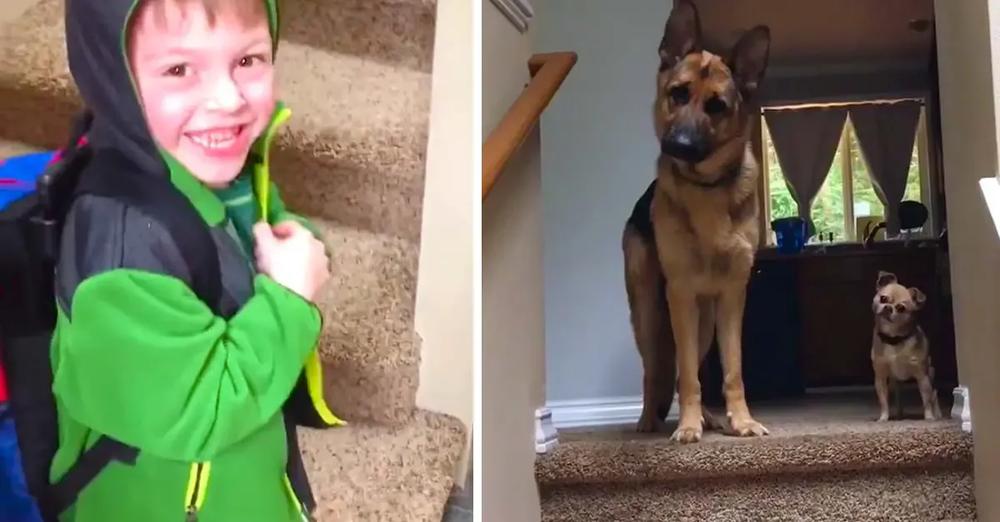 Kid And Dogs Are So Excited To Be Reunited After ‘Long’ Day At School