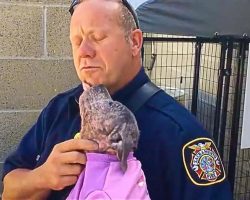 Puppy Is Reunited With The Firefighter Who Saved Her From Abuse