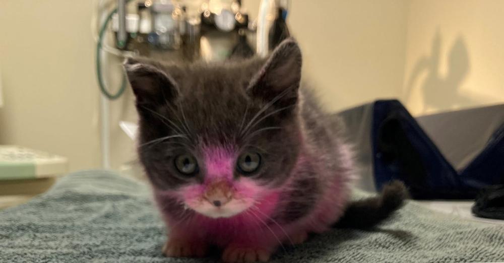 Kitten dyed pink, cleaned with household cleaner now recovering — owner charged in cruelty case