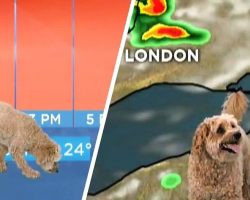 Dog Wanders Onto Set Of Live Weather Report For 15 Minutes Of Fame