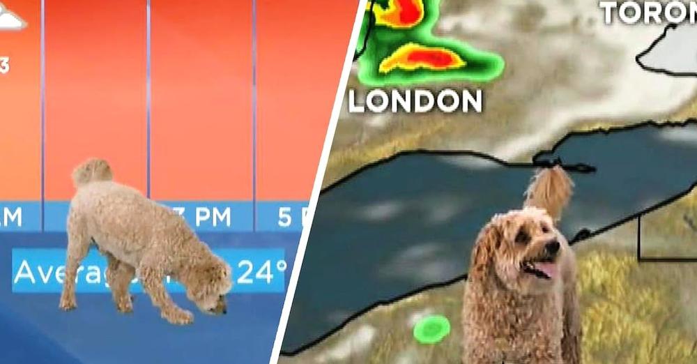 Dog Wanders Onto Set Of Live Weather Report For 15 Minutes Of Fame
