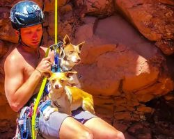 Guy Rappels Into Canyon To Save Abandoned Dogs