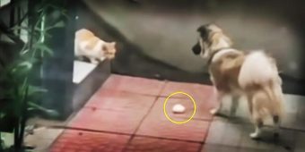 Kind Dog Shares His Food With Hungry Stray Cat