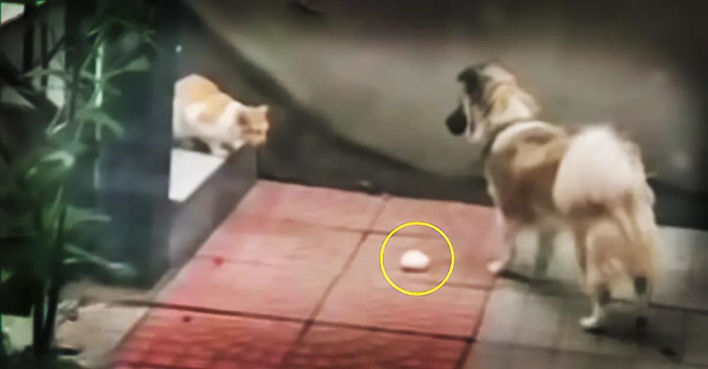 Kind Dog Shares His Food With Hungry Stray Cat
