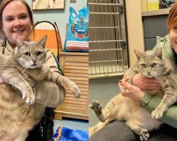 Obese, 28.5-pound shelter cat named “One Frosty Too Many” goes viral, finds home to help him lose weight