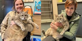 Obese, 28.5-pound shelter cat named “One Frosty Too Many” goes viral, finds home to help him lose weight