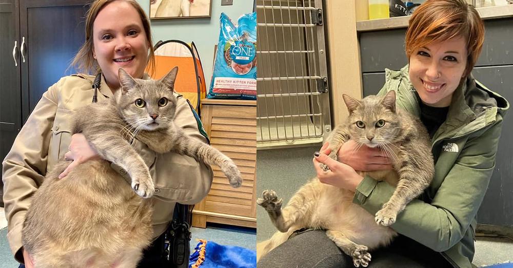 Obese, 28.5-pound shelter cat named “One Frosty Too Many” goes viral, finds home to help him lose weight