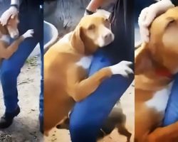 Rescue Dog Won’t Stop Hugging Journalist Until He Adopts Her