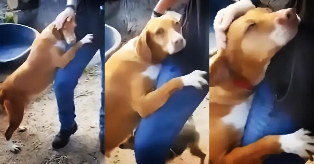 Rescue Dog Won’t Stop Hugging Journalist Until He Adopts Her