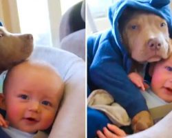 This Sweet American Bully Puppy in Pajamas Cuddles with Baby