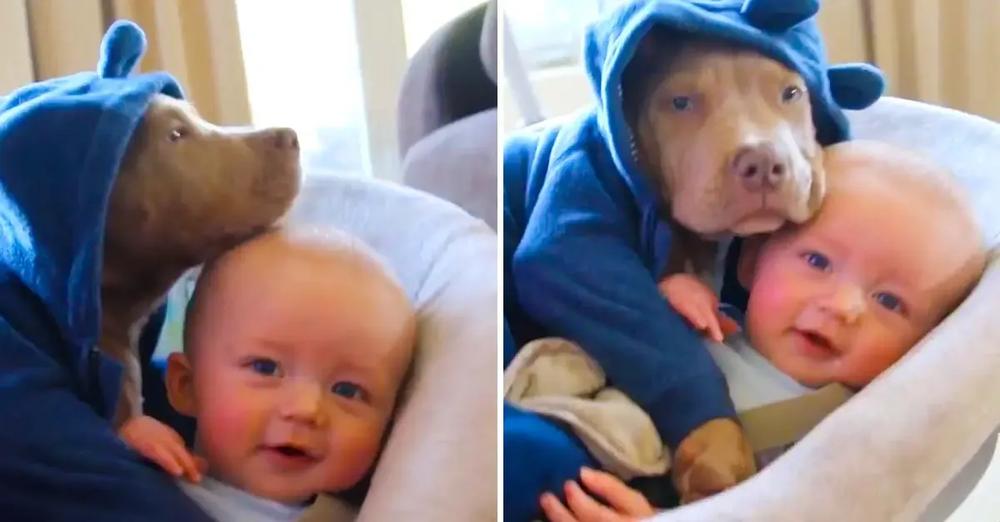 This Sweet American Bully Puppy in Pajamas Cuddles with Baby