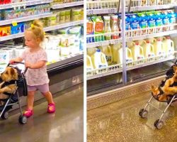 Toddler Pushes Dog Through Grocery Store In A Stroller