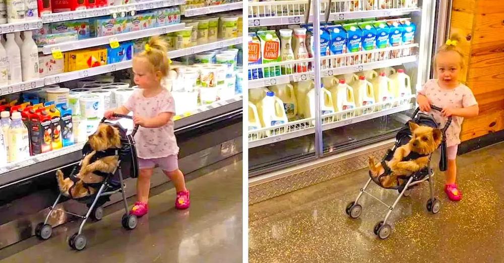 Toddler Pushes Dog Through Grocery Store In A Stroller