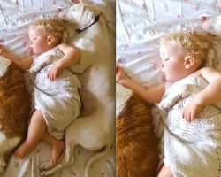 Dog, Cat, and Baby All Cuddle Together for a Nap with a Sweet Lullaby